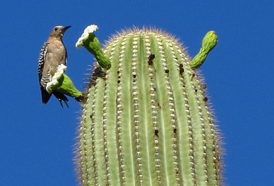 Barrel Cactus