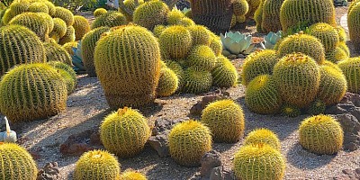 Barrel Cactus