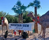 Metal Camels dressed for Christmas